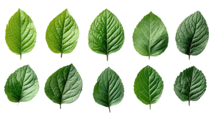 green leaves isolated on white background 
