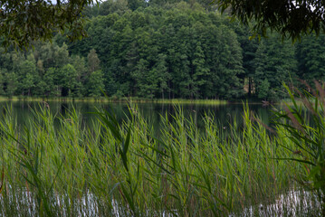 A calm lake surrounded by dense green forest, with tall reeds in the foreground, creating a serene and natural outdoor scene.