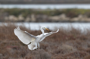 Great white Egret Ardea alba from Camargue, Southern France