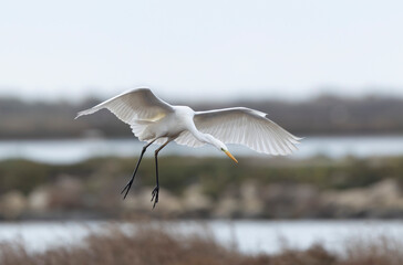 Great white Egret Ardea alba from Camargue, Southern France