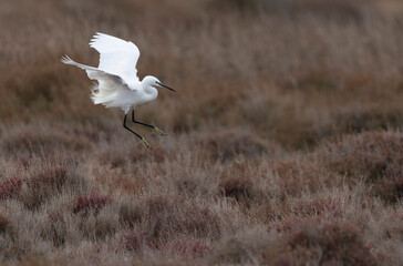 Great white Egret Ardea alba from Camargue, Southern France