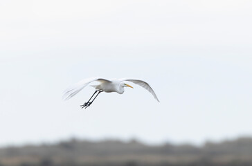 Great white Egret Ardea alba from Camargue, Southern France