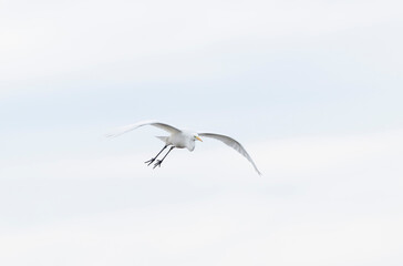Obraz premium Great white Egret Ardea alba from Camargue, Southern France