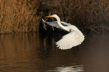 Great white Egret Ardea alba from Camargue, Southern France
