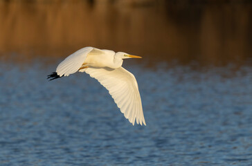 Great white Egret Ardea alba from Camargue, Southern France