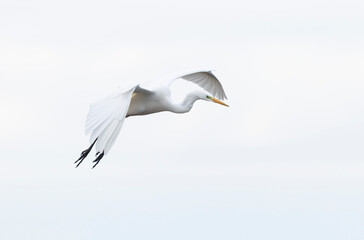 Great white Egret Ardea alba from Camargue, Southern France