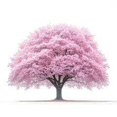 Obraz premium Pink flowering tree on white background.