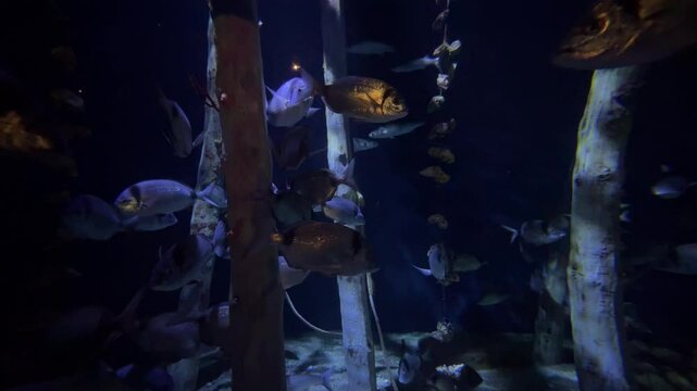 Various marine fish swimming among seaweed in an oceanarium. Underwater shot