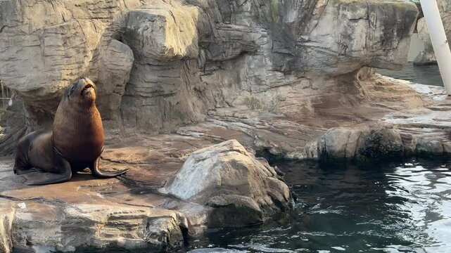 walrus resting on rocks in an oceanarium on a sunny day.