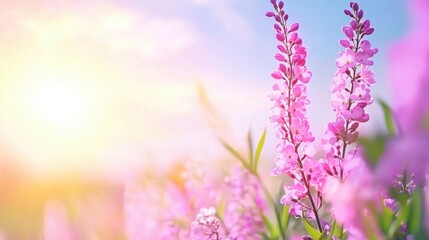 Obraz premium Beautiful Pink Flowers Blooming Under Soft Sunrise Light in Garden