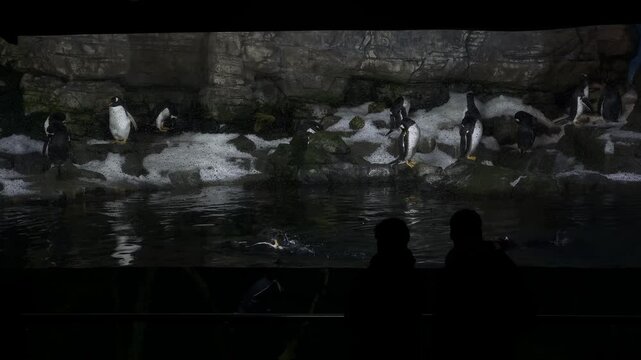 Atlantic penguins swimming in water. Penguin in oceanarium. 