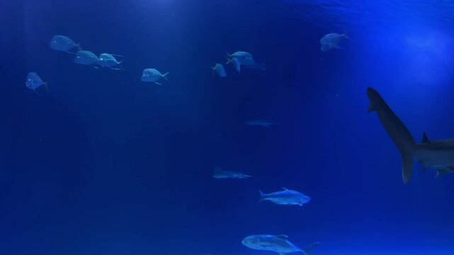 Underwater shot of blue shark swimming in the ocean among other fish. Natural environment, close-up
