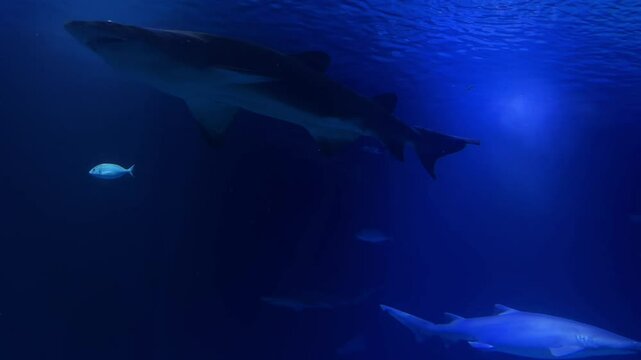 Underwater shot of sharks swimming in the ocean among other fish. Natural environment, close-up