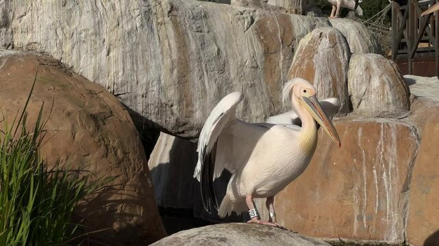 Big white pelican basks in the sun on the rocks. Pelican in the zoo