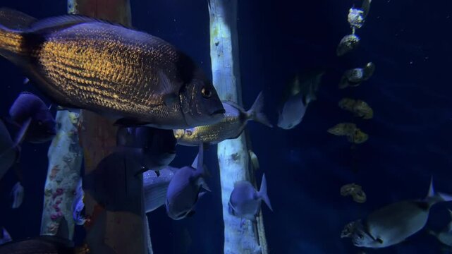 Various marine fish swimming among seaweed in an oceanarium. Underwater shot