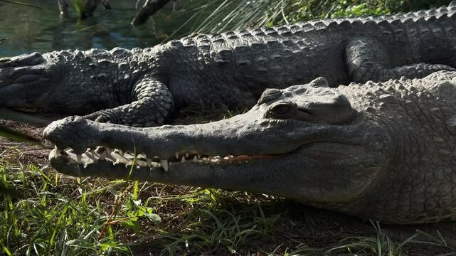 Close-up shot of crocodile resting in the sun in its natural habitat. The bright sunlight highlights the texture of its skin and the serene