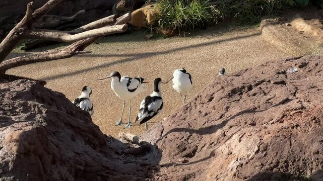 Flock of Pied Avocets Resting in a Natural Habitat. group of pied avocets gathered together, resting and interacting in a sunny natural habitat with rocky surroundings.
