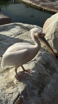 Big white pelican basks in the sun on the rocks. Pelican in the zoo. Vertical video