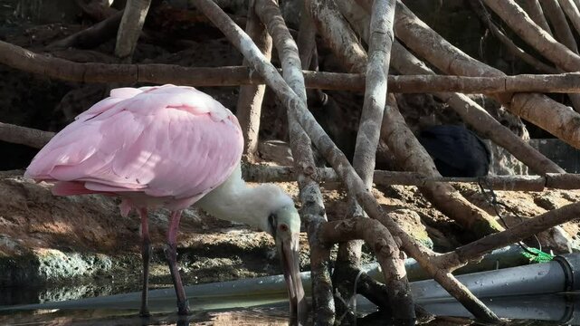 Pink white Platalea birds walking in the water at a zoo, using their long, flat beaks to search for food in the shallow water
