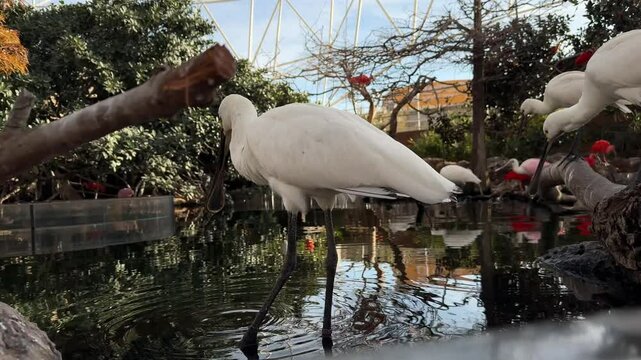 White Platalea birds walking in the water at a zoo, using their long, flat beaks to search for food in the shallow water