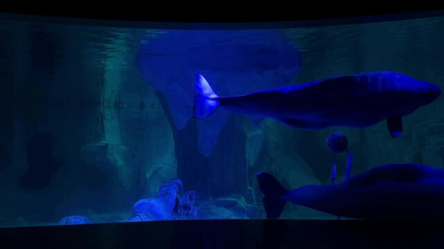Two beluga whales swimming gracefully in an oceanarium, showcasing their smooth movements and unique appearance in a controlled aquatic environment.