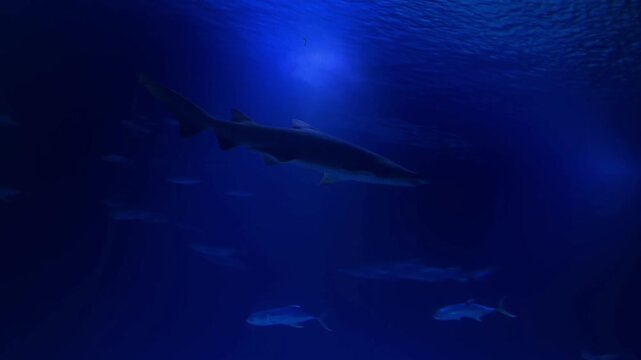 Underwater shot of shark swimming in the ocean among other fish. Natural environment, close-up