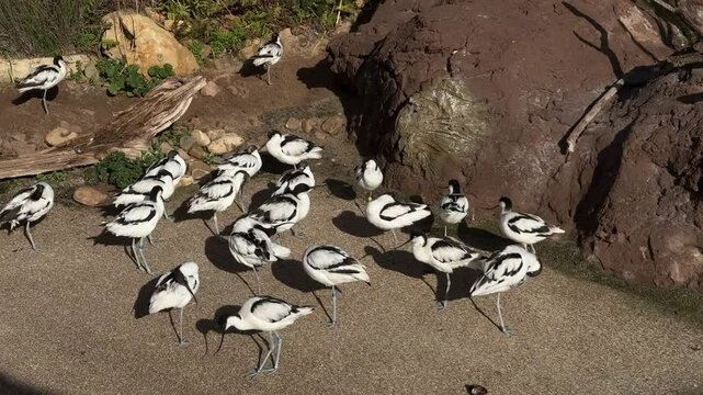 Flock of Pied Avocets Resting in a Natural Habitat. group of pied avocets gathered together, resting and interacting in a sunny natural habitat with rocky surroundings. little black and white birds