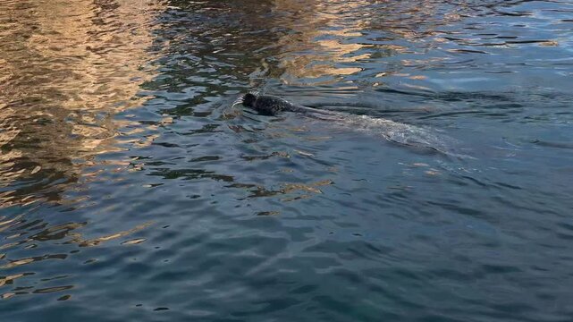 Seal Swimming Gracefully in Clear Water. A serene view of a marine seal swimming effortlessly in clear, calm waters, showcasing its natural aquatic movements.