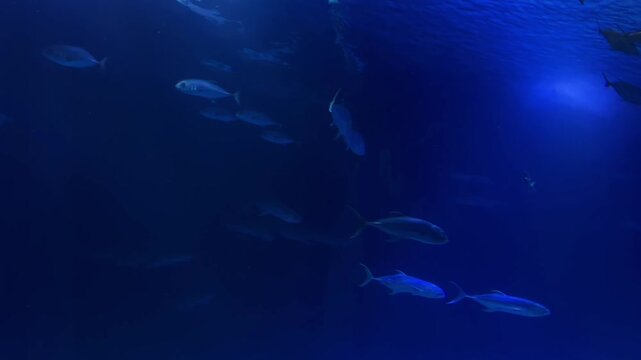 Underwater world. Underwater shot of different sea fish in their natural habitat