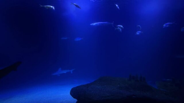 Underwater shot of sharks and other sea fish swimming in the ocean. Natural environment, close-up