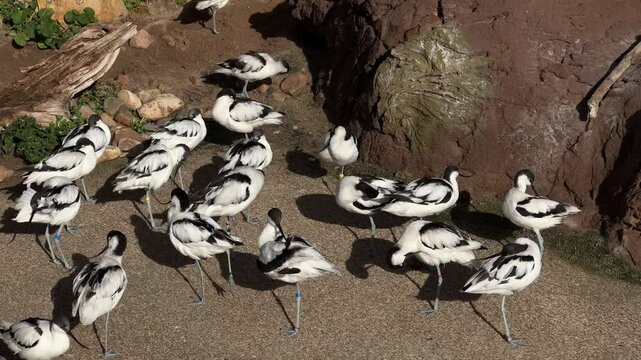 Flock of Pied Avocets Resting in a Natural Habitat. group of pied avocets gathered together, resting and interacting in a sunny natural habitat with rocky surroundings. little black and white birds
