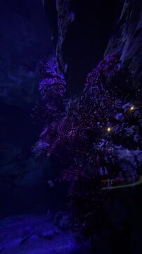 Underwater scene featuring various marine life, including fish, seaweed, corals, and other ocean creatures, captured in a vibrant and natural aquatic environment.