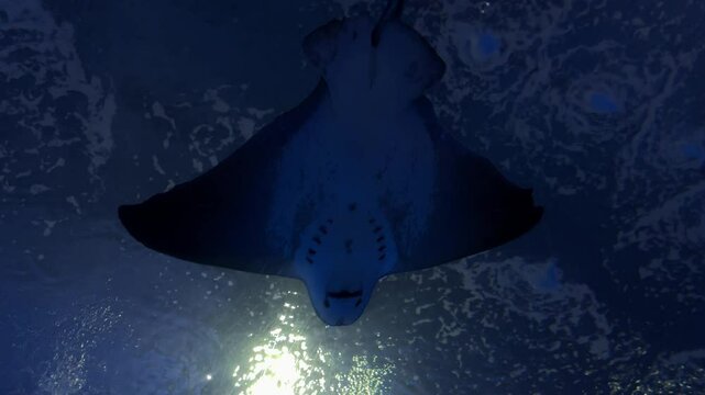 stingray swimming gracefully underwater, captured in a realistic ocean environment. Oceanarium
