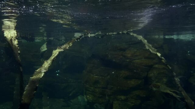 Atlantic penguin swimming in water. close up of penguin in oceanarium