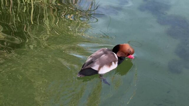 Red-crested Pochard swimming gracefully in calm water, showcasing its natural habitat and peaceful movement.  Scene captures the beauty of wildlife, with the duck gliding through the surface of water