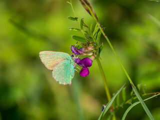Green Hairstreak Butterfly Feeding on Common Vetch