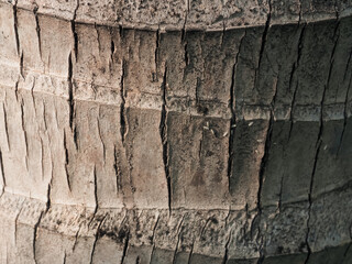 Coconut tree texture for a natural summer background.