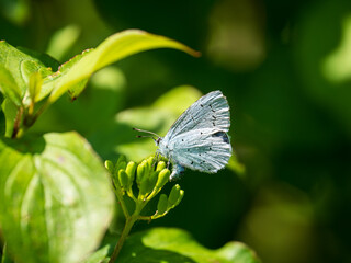 Holly Blue Butterfly Egg Laying on Dogwood
