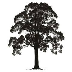 Fototapeta premium Silhouette of a large, full tree. (1)