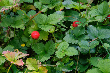 Ripe wild strawberry growing on a bush. Crop of natural wild strawberries. Red Berries in a...