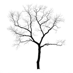 Fototapeta premium Silhouette of a leafless tree on white.