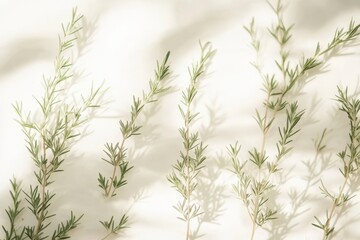 rosemary sprigs on a white background