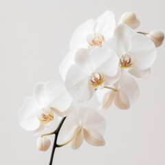 white orchid flowers in bloom on a stem