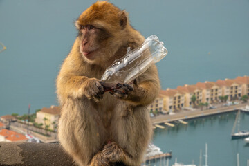 Barbary macaque figuring out how to get to the sweet soda inside a stolen plastic bottle,...