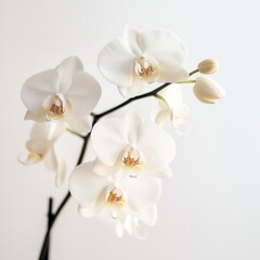 white orchid flower against a white background