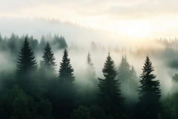 Sunrise over misty forest with evergreen trees in tranquil morning light