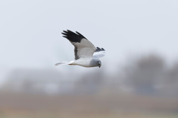 Hen Circus cyaneus in flight in Camargue, Southern France