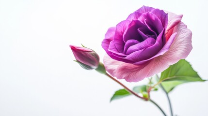 close up of a purple rose and a rosebud