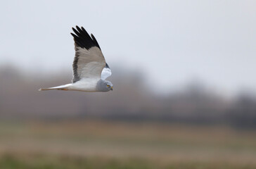 Hen Circus cyaneus in flight in Camargue, Southern France