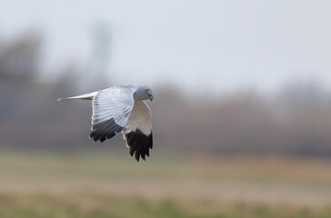 Hen Circus cyaneus in flight in Camargue, Southern France